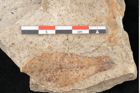 Foto (Detailansicht) von Quercus palaeoilex Ettingshausen (NHMW-GEO-2024-0188-6376)